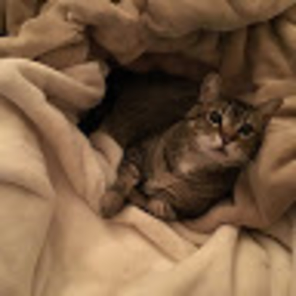 Meet your Posher, Suzanne